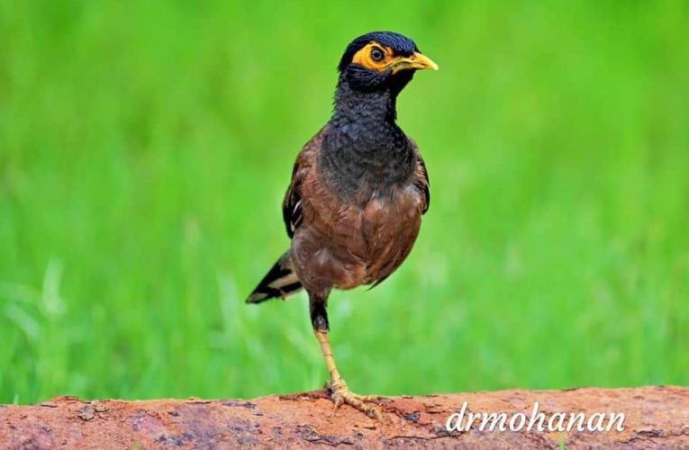 പ്രകൃതിയിലെ അതിജീവനം…നൊമ്പരമായി ഈ മൈനയമ്മ