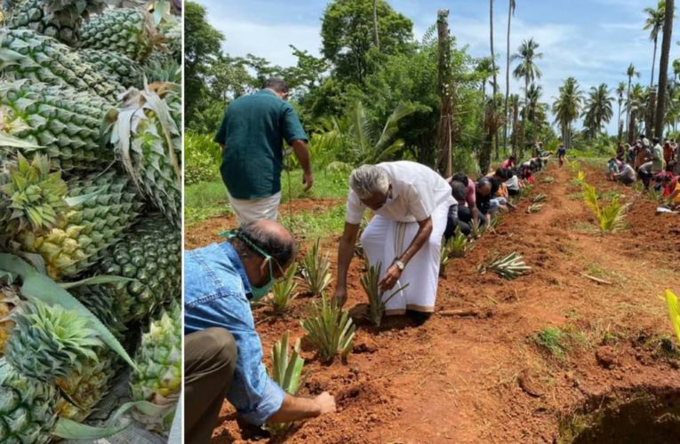 പിലിക്കോട് കാർഷിക ഗവേഷണ കേന്ദ്രത്തിൽ ഇനി പൈനാപ്പിളും