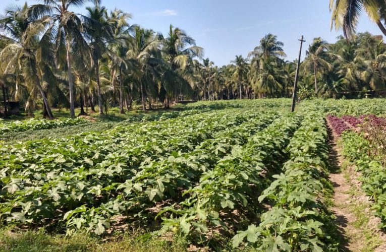 ‘സുഭിക്ഷ കേരളത്തി’ലൂടെ കൂഷിയിലേക്കിറങ്ങാം