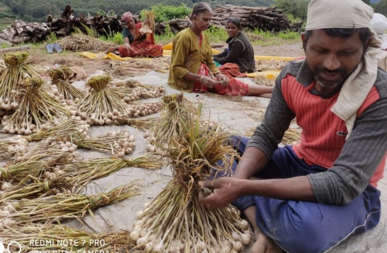 വരൂ… കേരളത്തിലെ വെളുത്തുളളിപ്പാടങ്ങള്‍ കാണാം