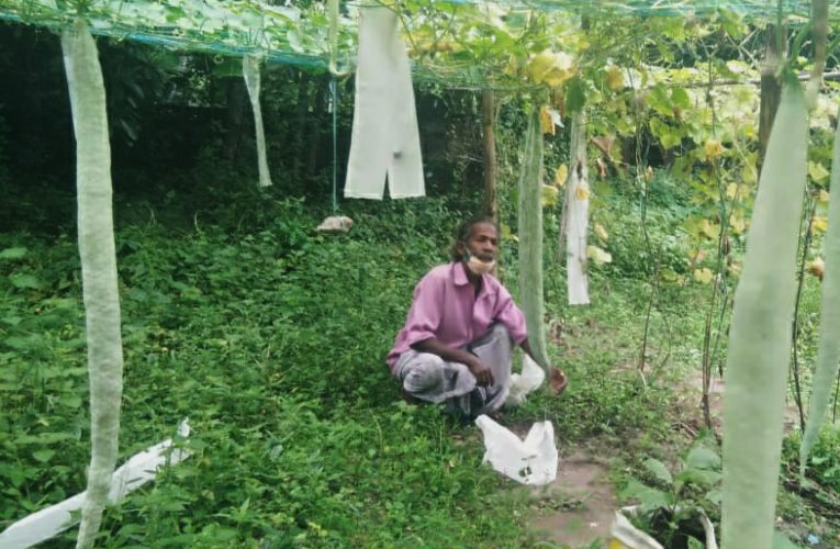 ഏഴടി പടവലം; തൂക്കം രണ്ടരക്കിലോ