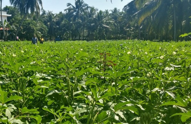 ശാസ്ത്രീയ മാര്‍ഗ്ഗങ്ങളിലൂടെ മഴക്കാലത്ത് പച്ചക്കറി വിളവു കൂട്ടാം