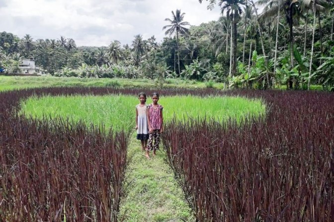 വരിനെല്ലിനെ പിടിക്കാന്‍ വയലറ്റ്  നസർ ബാത്ത്