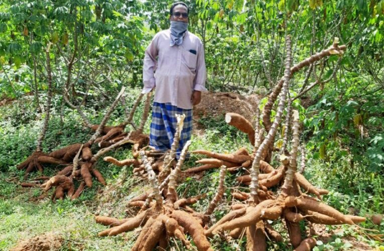 ശ്രീപവിത്ര മരച്ചീനിയില്‍ നിന്ന്‌   മികച്ച വിളവ്