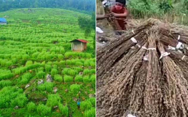 റബ്ബർ മരങ്ങൾ വെട്ടിമാറ്റിയ പ്രദേശത്ത് എള്ള് വിളവെടുത്തു