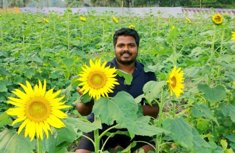 കഞ്ഞിക്കുഴിക്ക് പ്രഭ നൽകി  രണ്ടര ഏക്കർ സൂര്യകാന്തിപ്പാടം