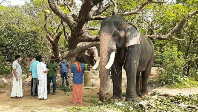 ഗുരുവായൂർ ഇന്ദ്രസെൻ ആരോഗ്യവാൻ; വിദഗ്ധ സമിതി പരിശോധിച്ചു