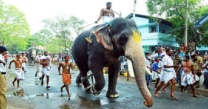 ഗുരുവായൂർ ആനയോട്ടത്തിൽ കൊമ്പൻ രവി കൃഷ്ണൻ ഒന്നാമൻ