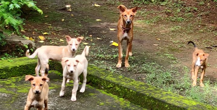 തെരുവുനായ ശല്യം നേരിടാൻ വാക്സിനേഷൻ യജ്ഞം