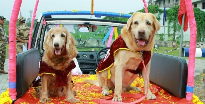 സിയാൽ ഡോഗ് സ്‌ക്വാഡിലെ സ്പാർക്കിയും ഇവാനും വിരമിച്ചു