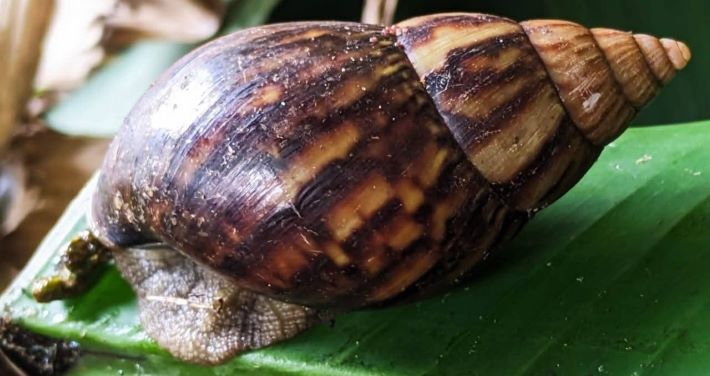 ആഫ്രിക്കൻ ഒച്ച്: ജാഗ്രതവേണമെന്ന് കീട നിരീക്ഷണ കേന്ദ്രം