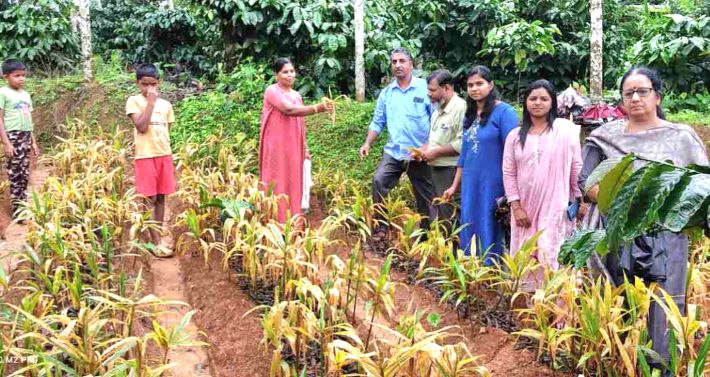 വയനാട്ടിലെ ഇഞ്ചികൃഷി രോഗവ്യാപനം വിദഗ്ധ സംഘം സന്ദര്‍ശിച്ചു