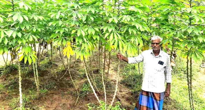 കൊല്ലം-മരച്ചീനിയുടെ സ്വന്തം നാട്; ഉല്പാദനം 391224 ടണ്‍