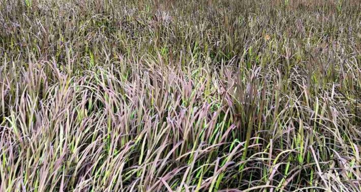 ഞവര ഗ്രാമമാകാൻ കുളക്കട ; നെല്ല് ഉല്പാദനം100 ടണ്‍