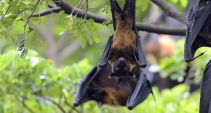 നിപ: സംസ്ഥാനത്ത് 723 പേര്‍ സമ്പര്‍ക്കപ്പട്ടികയിൽ