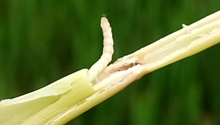 തണ്ടുതുരപ്പന്റെ ആക്രമണം: ജാഗ്രതവേണം