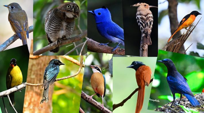 വെള്ളവും തീറ്റയും നൽകി; വീട്ടുപറമ്പ് ‘പക്ഷി സങ്കേതമായി’