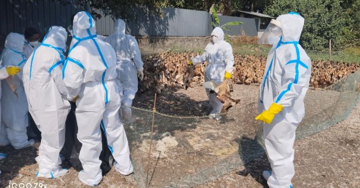 പക്ഷിപ്പനി:ആലപ്പുഴയിൽ 7,625 പക്ഷികളെ കള്ളിങ്ങ് നടത്തി