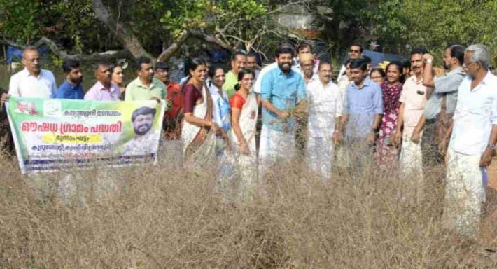 കുറുന്തോട്ടി കൃഷിയിൽ വിജയം കൊയ്ത് കല്യാശ്ശേരി ഔഷധ ഗ്രാമം