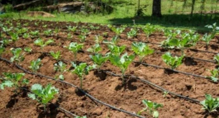 സൂക്ഷ്മജലസേചന പദ്ധതിയിൽ കർഷകർക്ക് ധനസഹായം