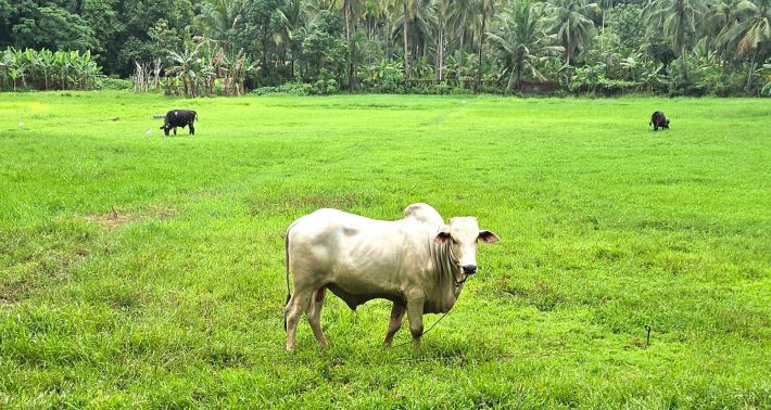 അമിത ചൂട്: വളര്‍ത്തുമൃഗങ്ങളുടെ ആരോഗ്യം ശ്രദ്ധിക്കണം