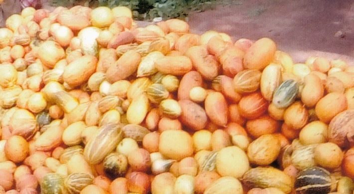 കുടുംബശ്രീ വേനൽക്കാല കൃഷി; വിഷു വിപണിക്കായി 75 ടൺ ഉൽപാദനം