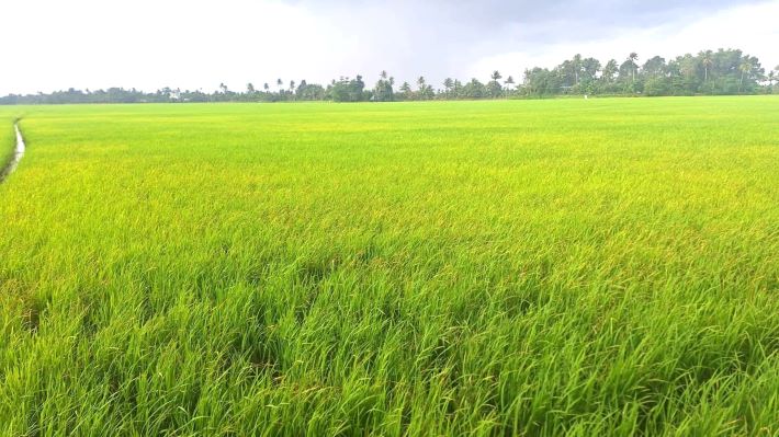 കുട്ടനാട്ടിലെ നെല്ലില്‍ ഘന മൂലക സാന്നിദ്ധ്യമില്ലെന്ന് പഠന റിപ്പോര്‍ട്ട്